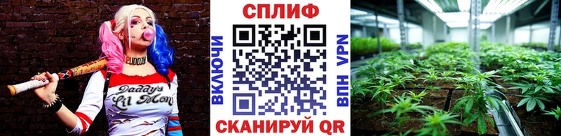 Канабис планчик Белоозёрский